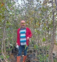 Kızılcık Fidanı 12 Yaş- Boy 300-350 cm
