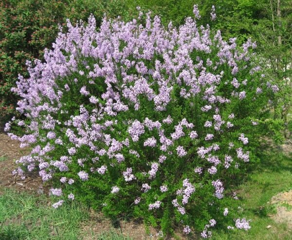Syringa × Persica 'Lacınatap- Afgan-İran Leylağı 0-20 cm