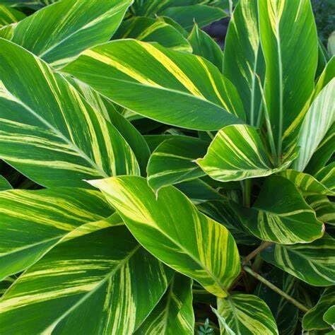 Alpinia Zerumbet Variegata Alacalı Zencefil Fidesi 0-30 cm