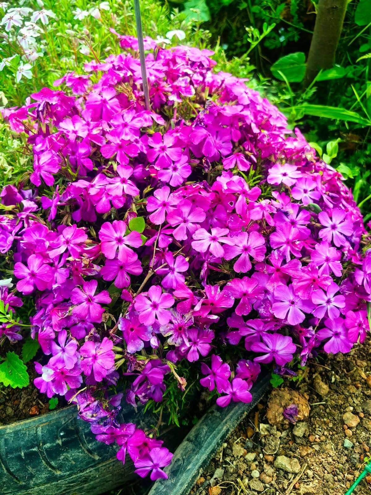 Phlox Subulata Yayılıcı Floks Pink Purpurea