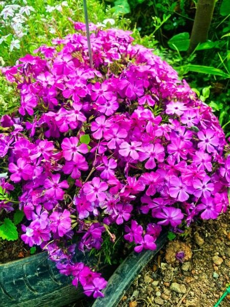 Phlox Subulata Yayılıcı Floks Pink Purpurea