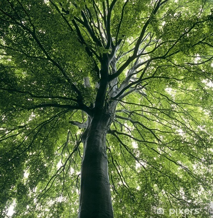 Fagus Sylvatica Kayın Ağacı Tohumu 50 Adet