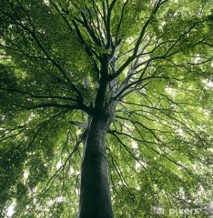 Fagus Sylvatica Kayın Ağacı Tohumu 50 Adet