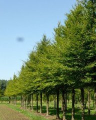 Fagus Sylvatica Kayın Ağacı Tohumu 50 Adet