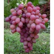 Red Globe Üzüm Fidanı 3 Yaş 120-140 cm-Açık Kök