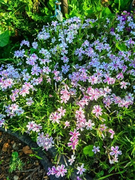 Phlox Subulata Candy Stripe
