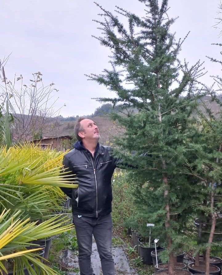Cedrus libani Toros Sediri-Lübnan Sediri 170 cm