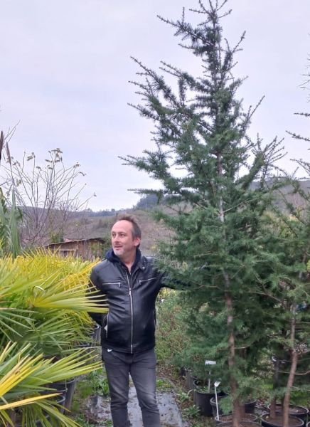 Cedrus libani Toros Sediri-Lübnan Sediri 170 cm