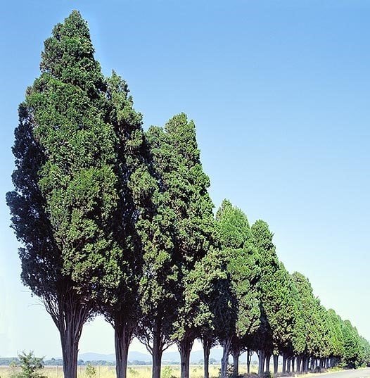 Cupressus sempervirens-Akdeniz Servisi' 500 cm