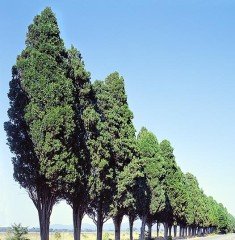 Cupressus sempervirens-Akdeniz Servisi' 500 cm