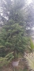 Cupressus sempervirens-Akdeniz Servisi' 500 cm