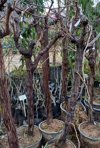 Sultaniye Çekirdeksiz Üzüm Fidanı 15 Yaş-Gövde Çevresi 25-35 cm-Açık Köklü