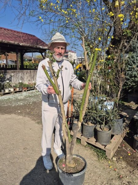 Tamarillo (Solanum Betaceum) (Ağaç Domatesi) Fidanı 5 Yaş 150 cm