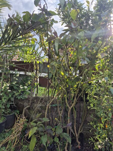 Tamarillo (Solanum Betaceum) (Ağaç Domatesi) Fidanı 5 Yaş 170 cm