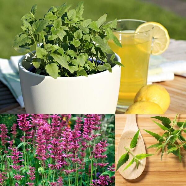 Anason Çiçeği Fidesi Agastache Mexicana Lime