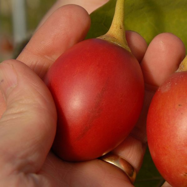 Tamarillo (Solanum Betaceum) (Ağaç Domatesi) Fidanı 5 Yaş 150 cm
