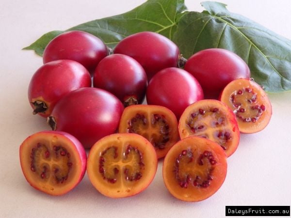 Tamarillo (Solanum Betaceum) (Ağaç Domatesi) Fidanı 5 Yaş 150 cm