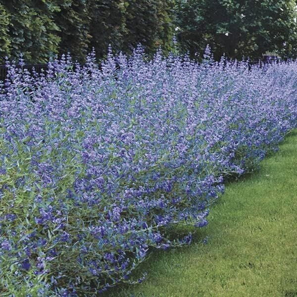 Mavi Sakal Çiçeği Caryopteris Clandonensis 0-20 cm