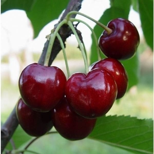 Stella Kiraz Fidanı 4 Yaş-Boy 200 cm