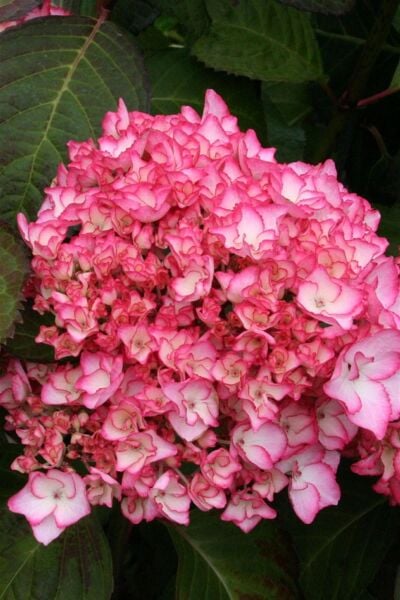 Hydrangea Macrophylla Sabrina Ortanca Fidanı 0-20 cm