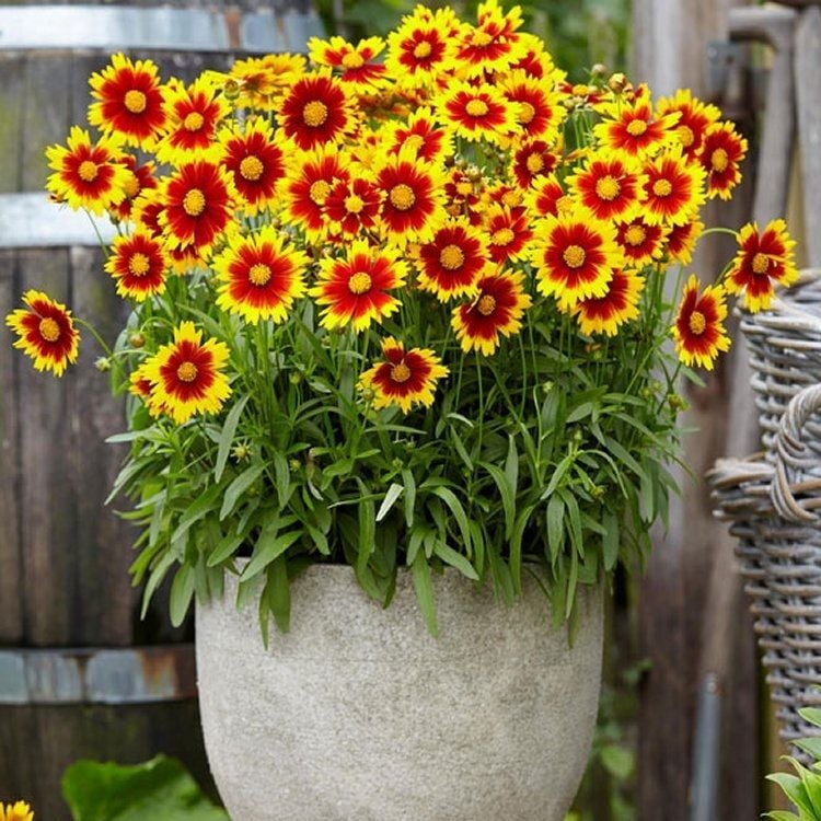 Coreopsis ‘Solena Red and Gold’ Kızgözü Çiçeği
