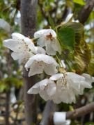 Starks Gold (Beyaz Kiraz) 6-7 Yaş-Boy 230-250 cm-Gövde Çapı 10-14 cm