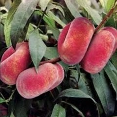 Paraguaya Domat Şeftali Fidanı 5 Yaş-200 cm