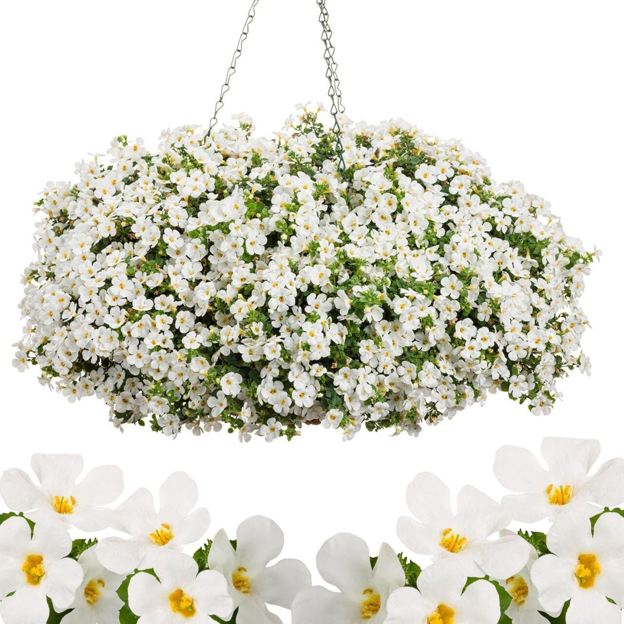 Sarkan Beyaz Bacopa Fidesi Sutera Diffusus Giga White 0-15 cm
