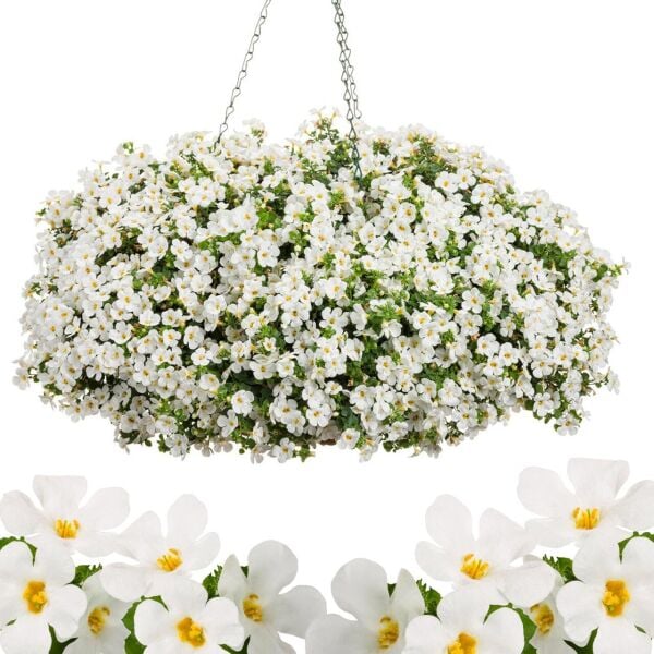 Sarkan Beyaz Bacopa Fidesi Sutera Diffusus Giga White 0-15 cm