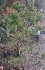 Pinus mugo ( Mugo Çamı-Bodur Çam) 20 Yaş-Boy  170 cm