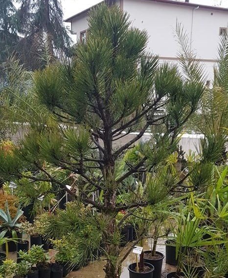 Pinus mugo ( Mugo Çamı-Bodur Çam) 20 Yaş-Boy  170 cm