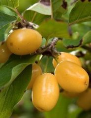 Kızılcık Fidanı (Sarı Meyveli) 130 cm