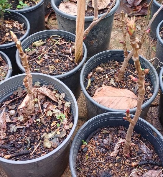 Ağaç Şakayık Fidanı Pembe Katmerli Paeonia