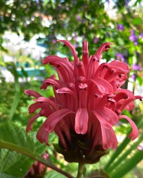 Jakobinya Kırmızı ( Jakabonia-Justucia Carnea) 30 cm