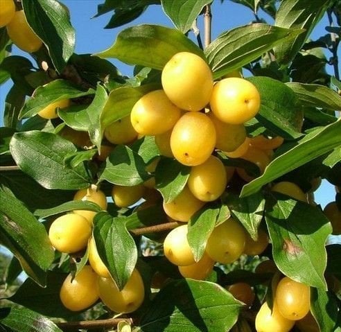 Kızılcık Fidanı (Sarı Meyveli) 130 cm