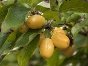 Kızılcık Fidanı (Sarı Meyveli) 130 cm