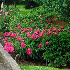 Ağaç Şakayık Fidanı Pembe Katmerli Paeonia