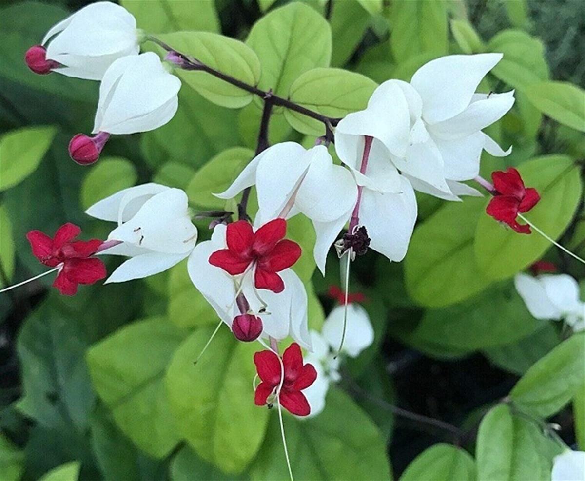 Kızılay Çiçeği Clerodendrum Thomsoniae 50-70 cm
