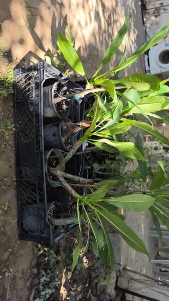 Plumeria Fidesi-Yoğun Kokulu 40 cm