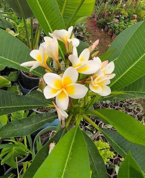 Plumeria Fidesi-Yoğun Kokulu 40 cm