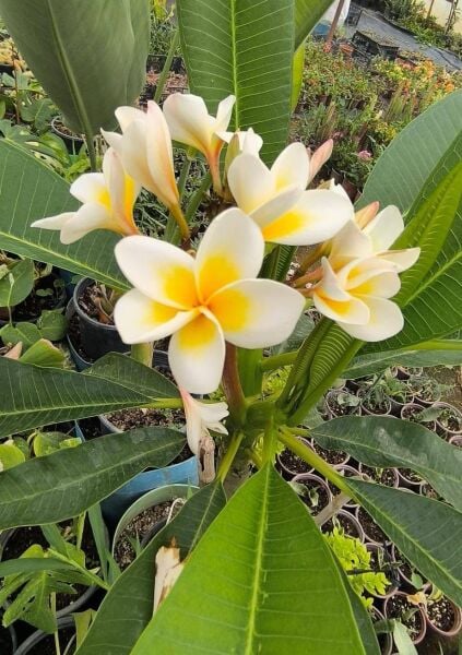 Plumeria Fidesi-Yoğun Kokulu 40 cm