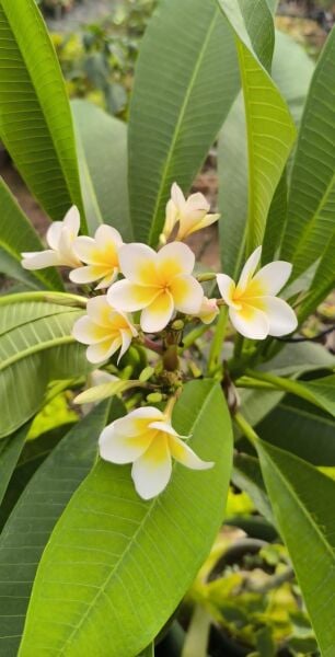 Plumeria Fidesi-Yoğun Kokulu 40 cm