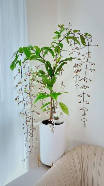 Sarkıcı Yasemin Fidanı-Türkiyede İlk ve Tek 30 cm-Clerodendrum Wallichii