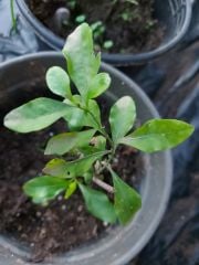 Plumbago Blue Jasmine Mavi Yasemin Fidesi  20-30 cm