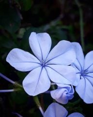 Plumbago Blue Jasmine Mavi Yasemin Fidesi  20-30 cm