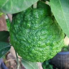 Bergamot Fidanı 6 Yaş 180-200 cm-Saksılı
