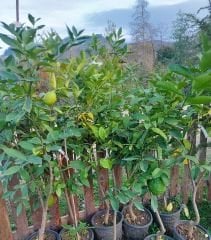 Bergamot Fidanı 6 Yaş 180-200 cm-Saksılı