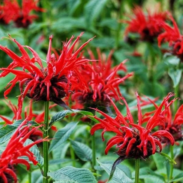 Monarda Altınoğul Otu Çiçeği Fidanı 0-20 cm