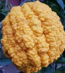 Bergamot Fidanı 6 Yaş 180-200 cm-Saksılı