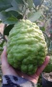 Bergamot Fidanı 6 Yaş 180-200 cm-Saksılı
